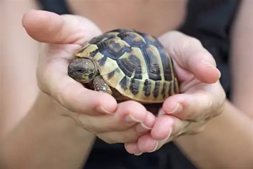 Apró kis teknős a tulajdonos kezében