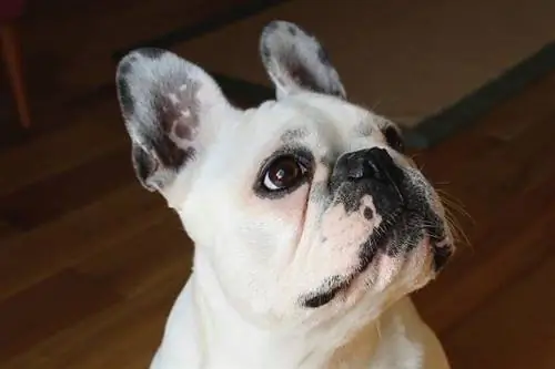 Französische Bulldogge