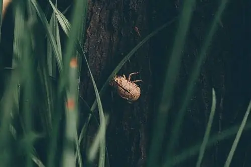 Cicadas Insect