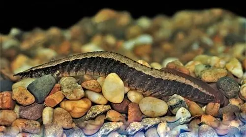 Anguilla semi fasciata in acquario d'acqua dolce