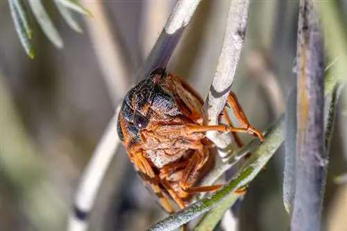 Ang Cicadas ba ay Nakakalason sa Mga Pusa? Panatilihing Ligtas ang Iyong Pusa