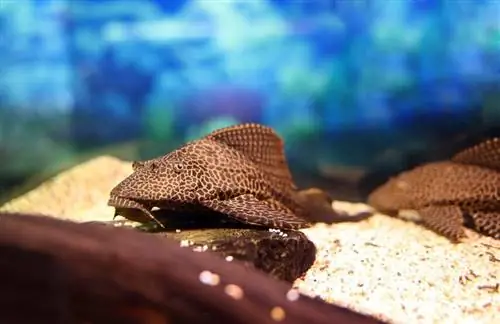 pleco sailfin