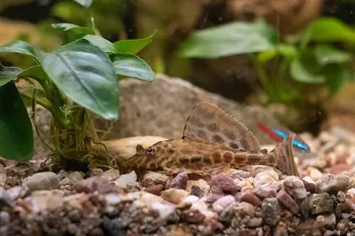 Leopard Sailfin Pleco no fundo do tanque