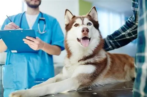 Husky pes leži na veterinarski mizi z zdravnikom in lastnikom v bližini