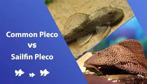 Ümumi Pleco vs Sailfin Pleco: Fərqlər nələrdir?