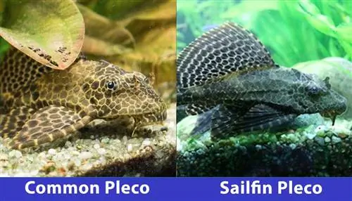 pleco biasa vs pleco sailfin