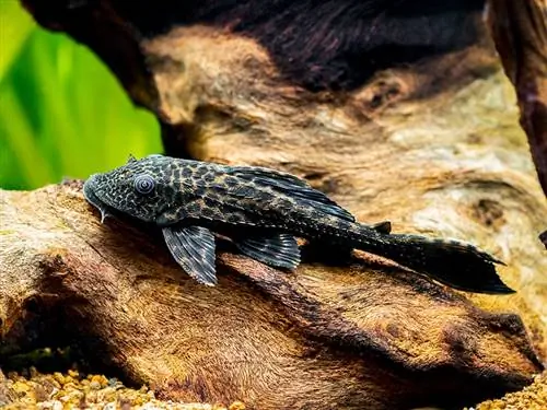 fælles pleco i et akvarium