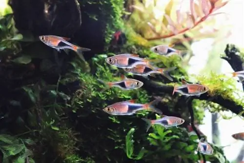 alacalı rasbora akvaryumda