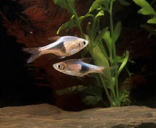 'n paar Harlequin Rasbora-visse in die akwarium