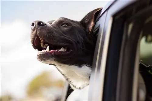 anjing gembira di atas kereta