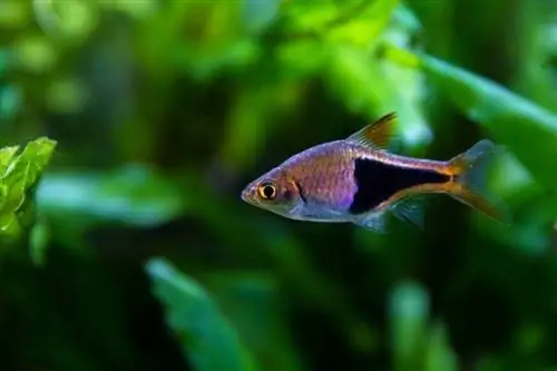 Harlekin-rasbora-akvariefisk_Anna-olliva_shutterstock