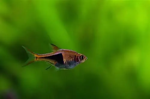 tankta tek başına bir dişi rasbora balığı