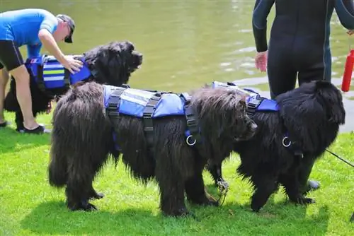 treinamento de resgate de cães da terra nova