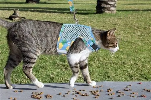 gato en un arnés caminando en el parque