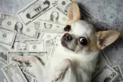 Anjing dengan Money_shutterstock_TaraPatta