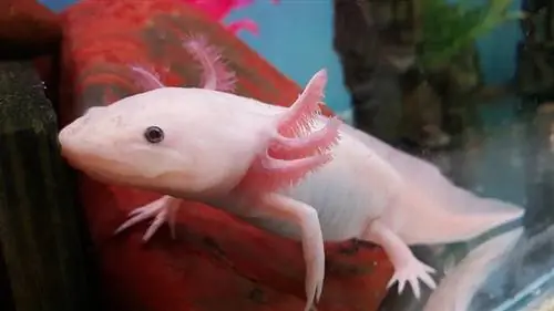 lyserød albino axolotl i tanken