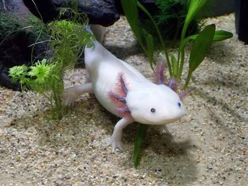 axolotl în interiorul rezervorului