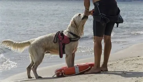 Rettungshund kommt aus dem Wasser