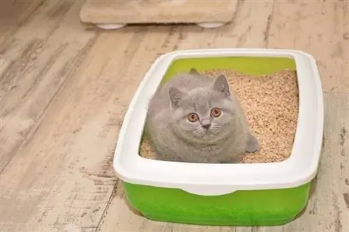 pusa sa isang litter box