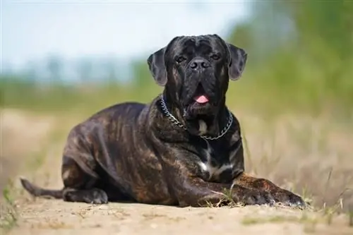 Brindle Cane Corso นอนอยู่บนพื้นหญ้า