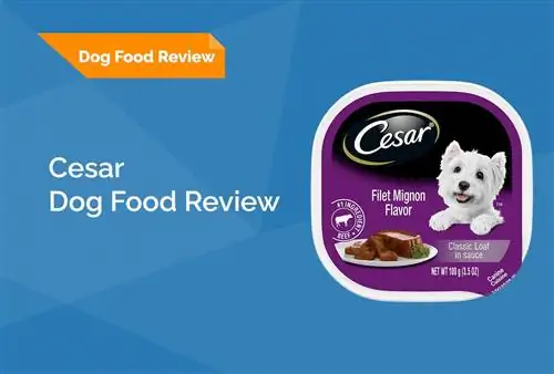 Cesar Dog Food Review 2023. Հիշում է, կողմ & Դեմ