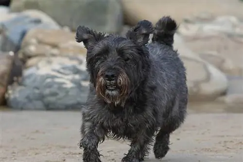 Schwarzer Wauzer läuft am Strand