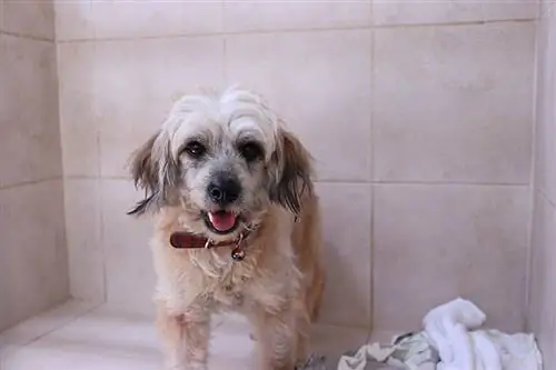 westie shih tzu mixhond in de kliniek