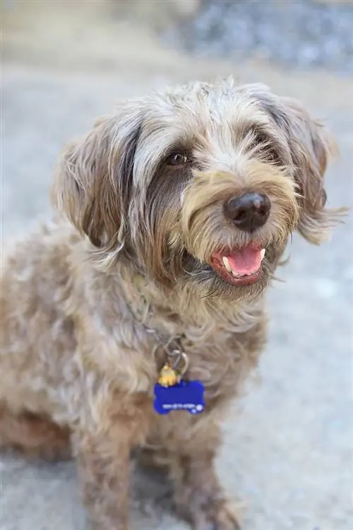 westiepoo sidder på jorden