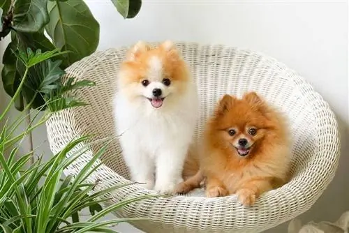 Mais de 150 nomes de cães da Pomerânia: ideias para cães curiosos &