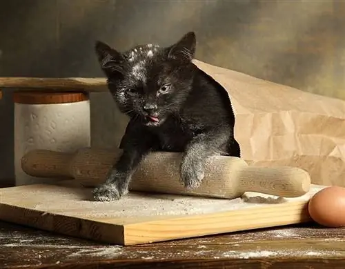 anak kucing hitam nakal masuk ke dalam kantong tepung di atas meja dapur