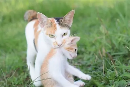 Hoe gereeld beweeg wilde katte hul katjies? Moederinstinkte verduidelik