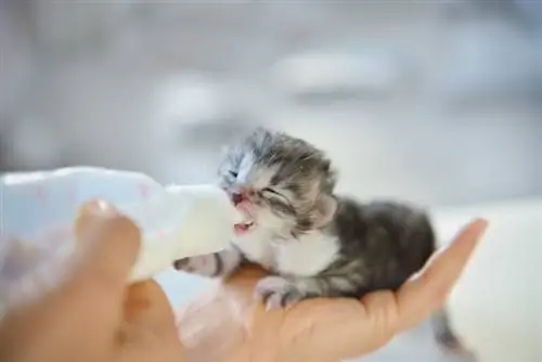 anak kucing yang baru lahir yang memberi susu botol