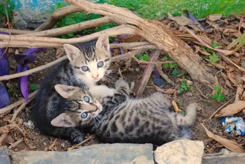 Anak kucing liar tergeletak di tanah