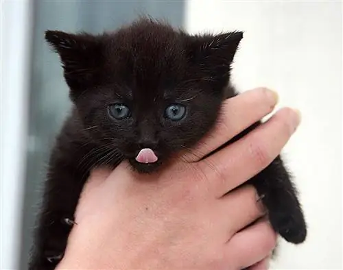 anak kucing hitam bleps