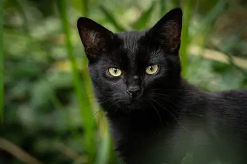 150+ Black Cat Name: Ons topkeuses vir jou geheimsinnige & Spooky Cat