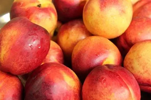 একটি স্তূপ মধ্যে nectarines