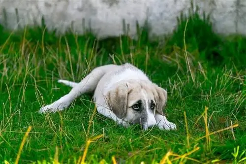 perro asustado escondido en la hierba