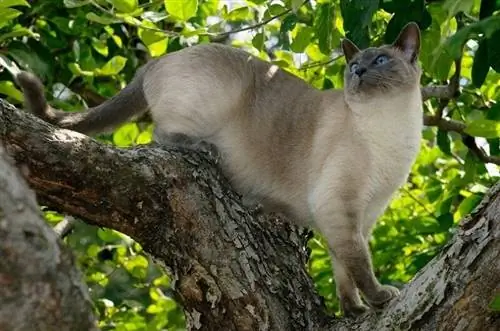 Blue Point Siamese