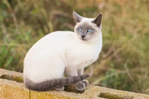 blauwe punt siamese kat_Shutterstock_Tatiana Chekryzhova