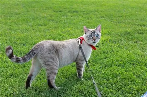 blåøjet tabby point siameser kat