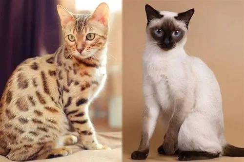 Bengal Siamese Mix Cat: Maklumat, Gambar, Ciri-ciri & Fakta