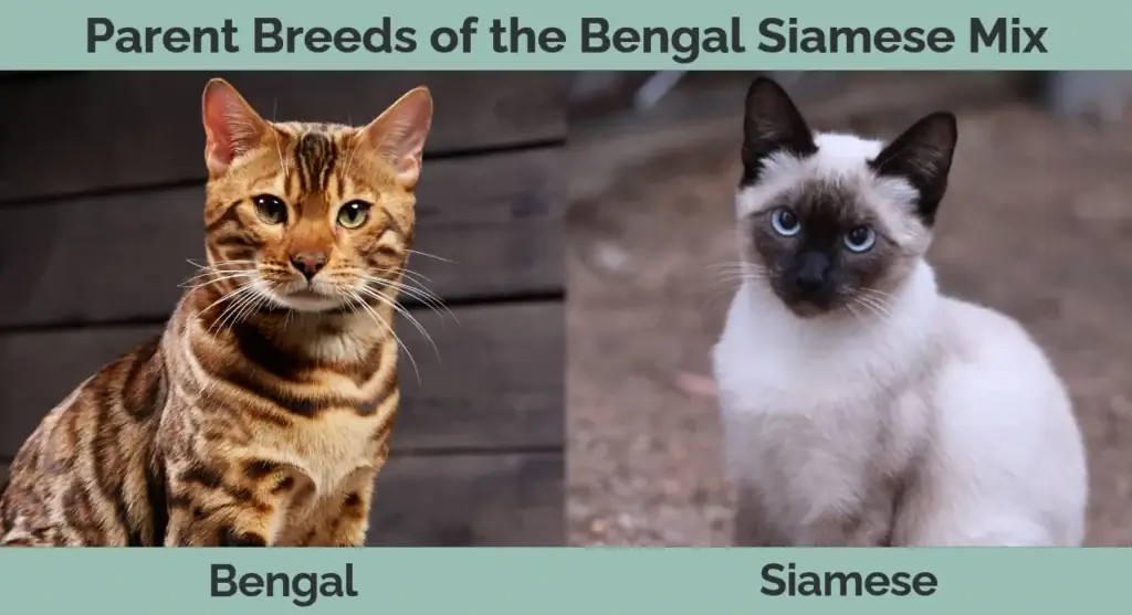 Racat mëmë të përzierjes siameze të Bengalit