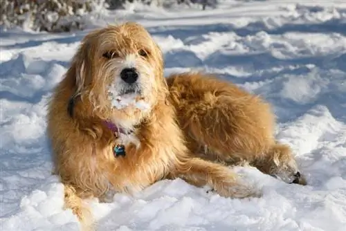 Cão misturado grande Wolfhound