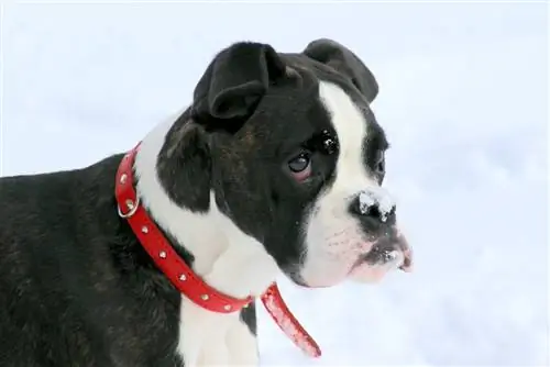 Englische Boston-Bulldogge auf Schnee