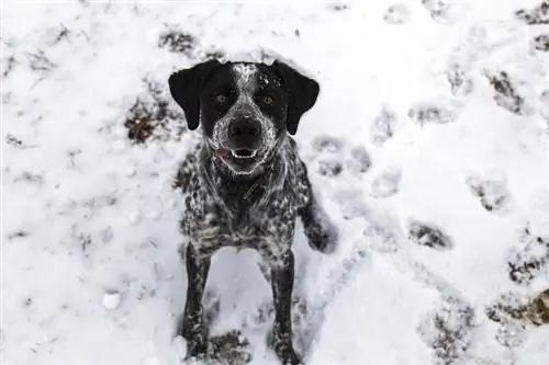 Hund und Schnee