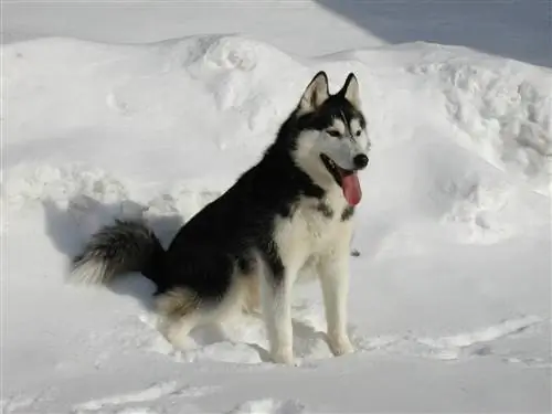 በረዶ ውስጥ የሳይቤሪያ husky