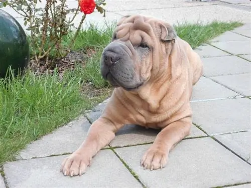 Shar-Pei الصينية