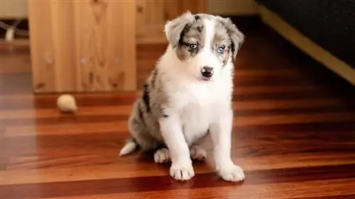 kutsikas border collie blue merle istub