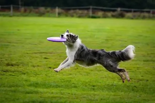 Blue merle Border collie na nakakakuha ng frisbee