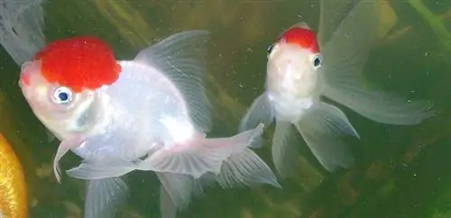 Ikan Mas Oranda Topi Merah di dalam tangki